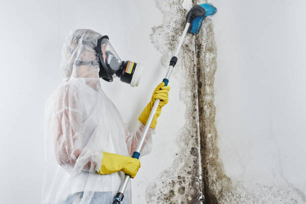 Best Mold Remediation for Specific Building Types in Stanford, CA