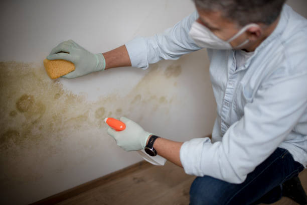 Best White Mold Remediation in Stanford, CA