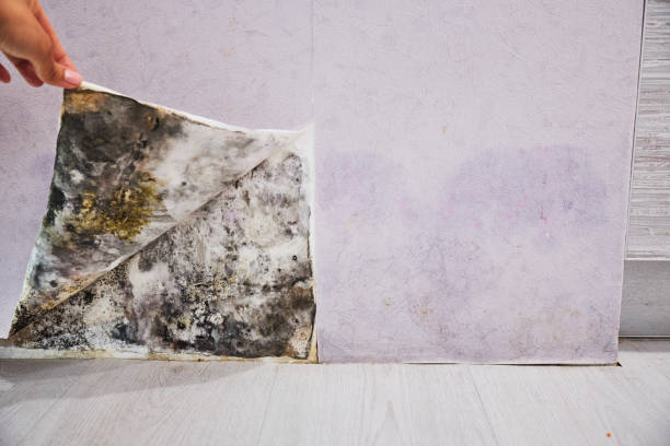 Best Black Mold Remediation in Stanford, CA